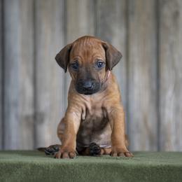 Miss Pink - Rd whtn blk nose female Rhodesian Ridgeback puppy in Hillman, Minnesota from Rhoxwood Kennel