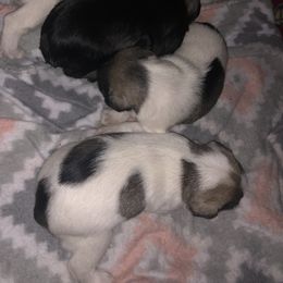 Miniature Schnauzer Puppies from Krystle's Miniature Schnauzers