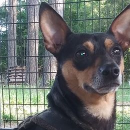 Pip - Teddy Roosevelt Terrier