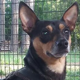 Pip - Teddy Roosevelt Terrier