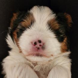 Biewer Terrier and Yorkshire Terrier Puppies from 1.StarDreamPups