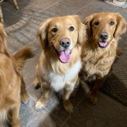 Brittany and Golden Retriever All Grown Up from Our Golden Adventures