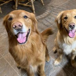 Brittany and Golden Retriever All Grown Up from Our Golden Adventures