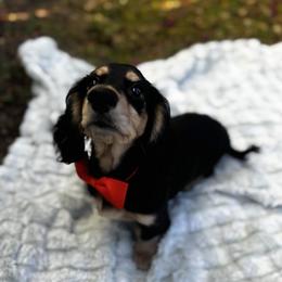 Maximus - Black and cream male Dachshund puppy in Auburndale, Florida from Doxster Dachshunds