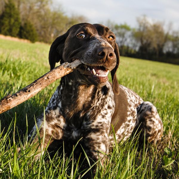 Pointer Alemão de Pelo Curto