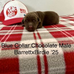 Blue Collar - Chocolate male Labrador Retriever puppy in Alvin, Texas from Red Retrievers