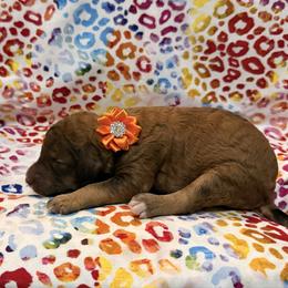 Orange - Sable female Poodle puppy in Houma, Louisiana from Smart Azz Poodles
