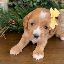 Belle - Yellow Collar - Red female Cavapoo puppy in South Jordan, Utah from Simply Sweet Paws. LLC