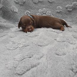 Turquoise - Chocolate and tan female Dachshund puppy in Mulberry, Florida from J's Mini Dachshunds