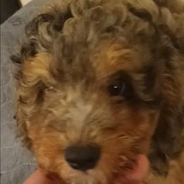 Boy two - Gray male Poodle puppy in East Providence, Rhode Island from Marta's Cavaliers