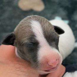 Lily - White and blue fawn female Italian Greyhound puppy in West Plains, Missouri from Sycamore Ridge Puppies