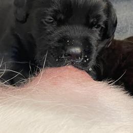 Orange collar boy - Black male Labrador Retriever puppy in Desert Hot Springs, California from Outlaws Labradors