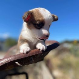 Pembroke Welsh Corgi Puppies from Top-Notch Paws