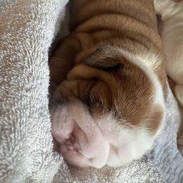 Luigi - Red and white male Bulldog puppy in Fayettville Ar, Arkansas from Ozark Bulldogs and doodles
