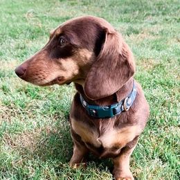 Dachshunds from Paige's Dachshunds