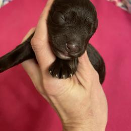 Liver Boy - Liver male Miniature Schnauzer puppy in Malvern, Arkansas from Deep South Miniature Schnauzers