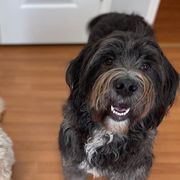 Barbado da Terceiras from Bearded Smile Kennel