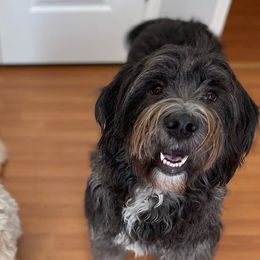 Barbado da Terceiras from Bearded Smile Kennel