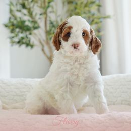 FLURRY - Parti Goldendoodle puppy in Vancouver, Washington from Blissful Doodles