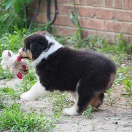 Guiness - Black tri-color male Australian Shepherd puppy in Cape Girardeau, Missouri from Promise Keeper Kennel