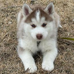 Slate - Red and white male Siberian Husky puppy in Vail, Iowa from Homegrown Huskies