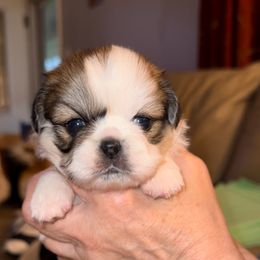 Light green - Cream Pekingese puppy in Daleville, Alabama from Melissa's Pekingese