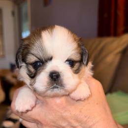 Light green - Cream Pekingese puppy in Daleville, Alabama from Melissa's Pekingese