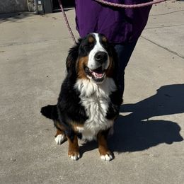 Izzy - Bernese Mountain Dog