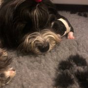 Lowchen Puppies from Dragonne Lowchen