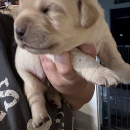 Moose - Yellow male Labrador Retriever puppy in Centreville, Maryland from Barbihaus Kennels
