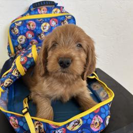 Chuck Norris-yellow collar - Red  male Goldendoodle puppy in Chino Valley, Arizona from Bass Creek Doodles