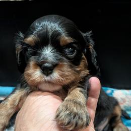 Heath - Black and tan male Cavalier King Charles Spaniel puppy in Stilwell, Oklahoma from Love Bug Cavaliers