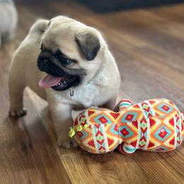 Teal - Fawn female Pug puppy in Baylis, Illinois from Cameo's Pugs