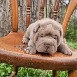 Raj - Lilac dilute male Chinese Shar-Pei puppy in Minden, Louisiana from Zoey's Waggly Tails