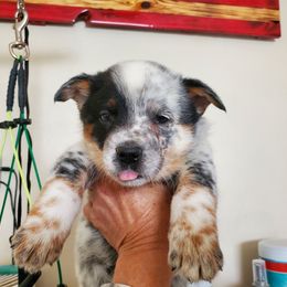 Half mask blue - Blue mottled male Australian Cattle Dog puppy in Lenoir, North Carolina from Blue Coyote Ranch