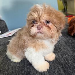 Boy 2 - Liver and white male Shih Tzu puppy in Union City, Georgia from Chinx Puppy Songs