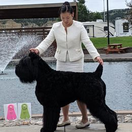 Black Russian Terriers from Naissur Kennel