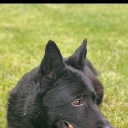 Ike - German Shepherd