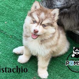 Pistachio - Red and white female Pomsky puppy in Eastman, Georgia from Once Upon A Pomsky