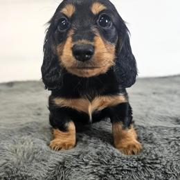 Black and tan female - Black and tan female Dachshund puppy in Belle Rive, Illinois from Akin's Miniature Dachshunds, LLC