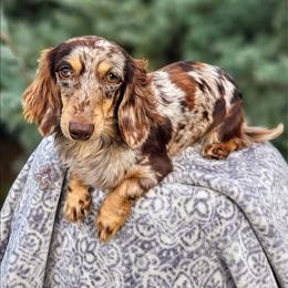 Candy - Dachshund