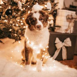 Boy 1 - male Australian Shepherd puppy in North Jackson, Ohio from Shadowood Australian Shepherds