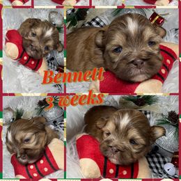 Bennett - Liver and white male Shih Tzu puppy in Coolidge, Arizona from Shih Tzu’s  ‘N’ Love