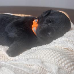 Black Female - Orange Collar - Black female Giant Schnauzer puppy in St George, Utah from Schnauzer Ranch