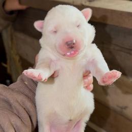 Girl 2 - White female Siberian Husky puppy in Iron River, Wisconsin from Wiemeri Siberians