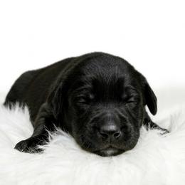 Girl 3 - Black female Cane Corso puppy in Haslet, Texas from Trained To Go Corso Kennels (T.T.G. Corso Kennels)