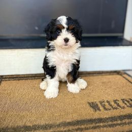 Girl 2 - Tri-color female Bernedoodle puppy in Nampa, Idaho from Boise Bernedoodles