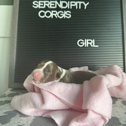 Meredith Grey - Liver and white female Cardigan Welsh Corgi puppy in Westminster, Maryland from Serendipity Corgi's