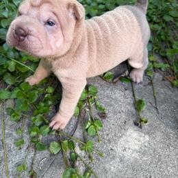 Sabrina - Lilac dilute female Chinese Shar-Pei puppy in North Carolina from Amy Mahaffey's Chinese Shar-Pei