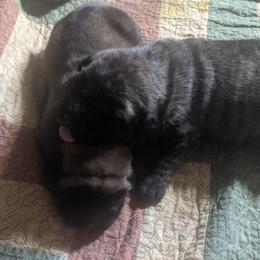 Mastiff Puppies from Cedarhills
